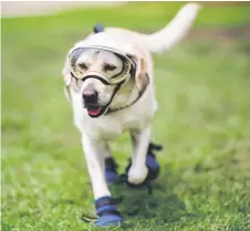  ?? — AFP ?? Rescue dog Frida is pictured during a training session in Mexico City. file photo