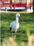  ??  ?? Fast täglich kommt der Storch zu Besuch im Blinden- und Altenheim.