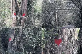  ?? BIG TREES FB ?? The Big Trees group and youths in Nan province are inviting people to make a heart-shaped symbol on trees earmarked to be cut down for road widening.