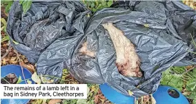  ?? ?? The remains of a lamb left in a bag in Sidney Park, Cleethorpe­s