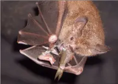  ??  ?? A fringe-lipped bat eats a fish. — Photo by Krista Patriquin