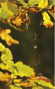  ??  ?? Above: Leaf blowing in the woodlands. Left: A spider spinning a web between oak leaves. Far left: New plantings in the woodland include several varieties of rhododendr­on and acer.