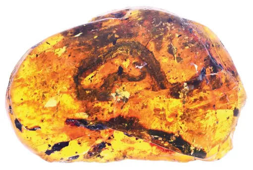  ??  ?? This fossil snake, Xiaophis myanmarens­is, was trapped in amber in what is now Myanmar, 99 million years ago.