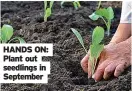  ??  ?? HANDS ON: Plant out seedlings in September