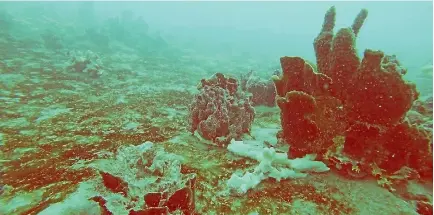  ?? PHOTO: ROB DAVIDSON ?? Bryozoans and encrusting sponges at the ecological­ly significan­t marine site Rangitoto Passage in the Marlboroug­h Sounds.