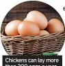  ?? ?? Chickens can lay more than 300 eggs a year