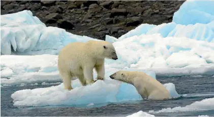  ?? JILL WORRALL ?? A mother polar bear and her cub provided a most memorable moment in Antarctica.