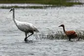  ?? Gerald Herbert / Associated Press ?? A captive-bred whooping crane and its wild-hatched chick forage in Jefferson Davis Parish, La., in 2018.