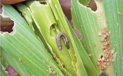  ??  ?? ¡Ay bichito!. La oruga, haciendo estragos en la planta de maíz. El año pasado, el clima favoreció que hubieran muchas.