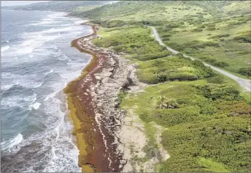  ?? Kofi Jones Associated Press ?? SARGASSUM covers a beach in St. Andrew, Barbados, last month. The concentrat­ion of algae is so heavy in some parts of the eastern Caribbean that the French island of Guadeloupe issued a health alert in late July.