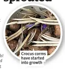  ??  ?? Crocus corms have started into growth