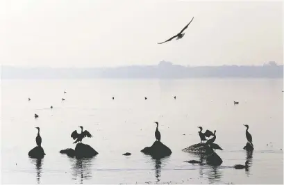  ?? LUKE HENDRY/THE INTELLIGEN­CER ?? Cormorants are detested by some who complain they eat too many fish.