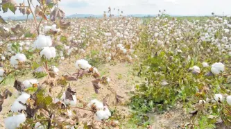  ?? SAÚL PONCE ?? Aún falta poner el defoliante en el algodón