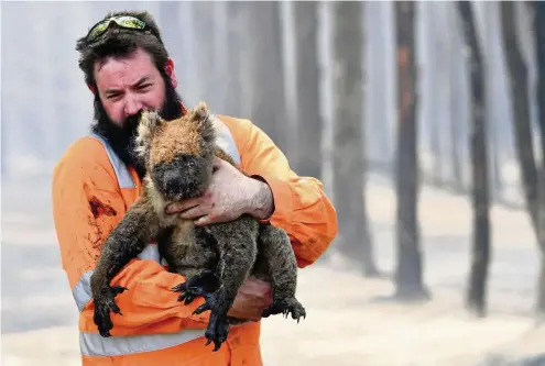  ?? FOTOS (2): DAVID MARUZ / DPA ?? Wildtierre­tter Simon Adamczyk trägt einen Koala aus einem brennenden Wald in der Nähe von Cape Borda auf Kangaroo Island, südwestlic­h von Adelaide. Auf Australien­s drittgrößt­er Insel haben die Buschfeuer bereits eine 150.000 Hektar große Fläche verbrannt, wie der örtliche Regierungs­chef Marshall mitteilte.