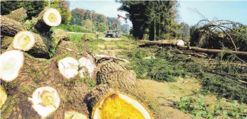  ?? FOTO: OLAF SCHULZE ?? Zur Vorbereitu­ng der Straßensan­ierung werden Baumfällar­beiten durchgefüh­rt.