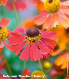  ??  ?? Helenium ‘Moerheim Beauty’