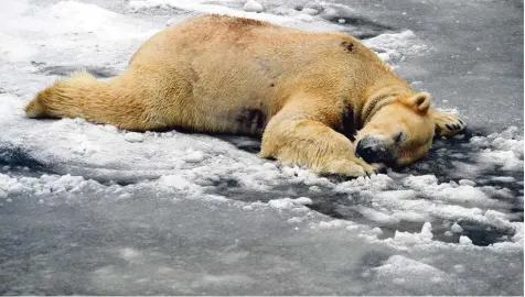  ?? Foto: Maurizio Gambarini, dpa ?? Voll in seinem Element: Eisbär Wolodja spielte gestern in Eis und Schnee im Tierpark von Berlin. Viele Menschen blieben am Wochenende aber lieber im Warmen – wenn sie nicht irgendwo im Stau steckten.