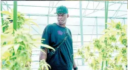 ?? CONTRIBUTE­D ?? Al Harrington discovered five years ago, the therapeuti­c properties of cannabis.