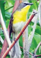  ?? A. MICHAEL BEZENER/Special to The Herald ?? Yellow-breasted Chat are prominentl­y featured on one of the Meadowlark Nature Festival tours available Saturday.