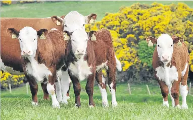  ??  ?? Animals from the Panmure herd of Herefords.