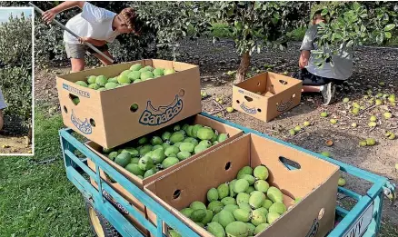  ?? ?? Food banks, schools and community organisati­ons in North Canterbury have received excess feijoas grown at CJ’s Plants in Amberley.