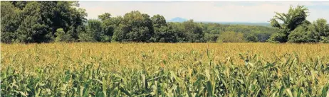  ??  ?? Au Québec, 360 000 ha de maïs ont été semés, soit une diminution de 5,8 % par rapport à l’an passé. Il s’agit de la plus basse superficie depuis 1998.