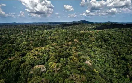  ?? Lalo de Almeida/Folhapress ?? Floresta Estadual do Paru (PA), parte da Renca; extinção da reserva provocou discussão entre governo e ambientali­stas