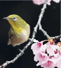  ??  ?? A Japanese white-eye roosts on early blooming cherry blossom, called ‘Kanzakura’ at the Shinjuku Gyoen National Garden in Tokyo.