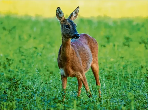  ?? (Symbolbild) Foto: Soeren Stache, dpa ?? Rehe beißen gerne junge Waldbäume an. So behindern sie den dringend notwendige­n Waldumbau hin zu zukunftsfä­higen Mischbestä­nden.