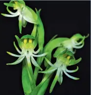  ?? ?? NEW DISTRIBUTI­ON RECORD – A closer look at the Habenaria gibsonii var. foetida found inside the University of the Philippine­s Visayas Miagao Campus. (M.R.B. Altamirano)