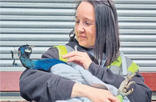  ?? ?? “WHAT A STAR”: Beloved peacock Louis suffered a broken leg after the attack at his Pittencrie­ff Park aviary but has now become a video star.