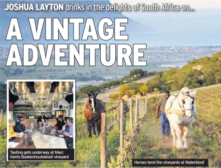  ??  ?? Tasting gets underway at Marc Kents Boekenhout­skloof vineyard Horses tend the vineyards at Waterkloof