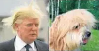  ??  ?? Donald Trump, tan despeinado como el perro.