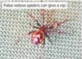  ??  ?? False widow spiders can give a nip