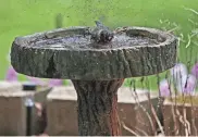  ?? MILWAUKEE JOURNAL SENTINEL ANGELA PETERSON, ?? A bird takes advantage of the bird bath Paul Malek has in his garden on June 10.