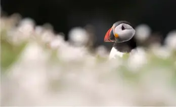  ?? ?? Top: Sea bird colonies are alive with activity during spring. Use a telephoto lens to single out subjects from their busy surroundin­gs.