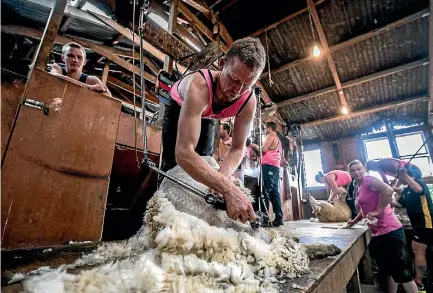  ?? PHOTOS: ANDY JACKSON/FAIRFAX NZ ?? Mark Herlihy pushes on during the last half hour of a 24 hour Shearathon near Whangamomo­na during the weekend.