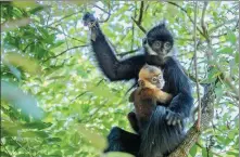  ?? PROVIDED TO CHINA DAILY ?? A Francois’ Langur and its cub are photograph­ed in the Mayang River National Nature Reserve in Guizhou.