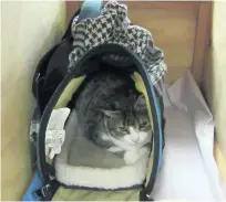  ?? AP Photo ?? Four-year-old Bella waits to catch the next flight back to Canada after a woman tried to smuggle her into New Zealand.