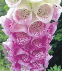  ?? PHOTO: GILLIAN VINE ?? Freckles . . . Typical spotting in a Digitalis purpurea flower.