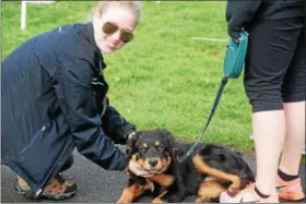  ?? MARIAN DENNIS – DIGITAL FIRST MEDIA ?? Dog lovers were in their element Saturday as they gathered in Memorial Park in Pottstown to help raise money for the American Cancer Society at the Bark for Life Pottstown.