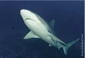  ??  ?? ABOVE A Galápagos shark at the UNESCO World Heritage Site in Colombia