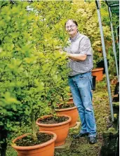 ?? FOTO: A. ORTHEN ?? Noch betreut Jörg Langenhors­t die Nachwuchs-Magnolien in der städtische­n Baumschule. Im Herbst sollen die Pflanzen an der Kö Wurzeln schlagen.