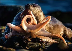  ??  ?? Dishes of the day: Photograph­er Richard Shucksmith snapped the otters eating crab, main picture and, clockwise from top left, they also tucked into octopus, scorpion fish, an eel and a puffin in the coastal waters off north Shetland