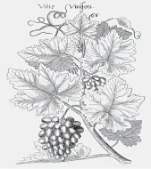  ??  ?? 葡萄的植物学铜版画（1612年）