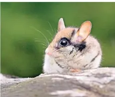  ?? FOTO: JIRI BOHAL (ARCHIV) ?? Gartenschl­äfer sind mit dem Siebenschl­äfer verwandt, aber deutlich kleiner. Typisch ist die „Zorro“-Maske über den Augen.