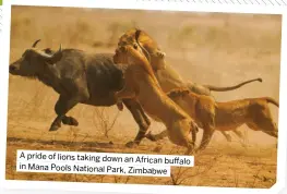  ?? ?? A pride of lions taking down an
African buffalo in Mana Pools National Park, Zimbabwe