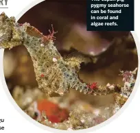  ??  ?? The ‘Japan pig’ pygmy seahorse can be found in coral and algae reefs.