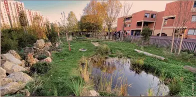  ?? ?? Des cours oasis avec une mare, et des arbres sur un tiers de la surface de la cour, ont été créées comme ici,
au collège Langevin-Wallon, à Rosny-sous-Bois.