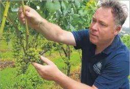  ?? Pictures: Chris Davey FM4888647 ?? Andrew Goodenough inspects the Chardonnay grapes